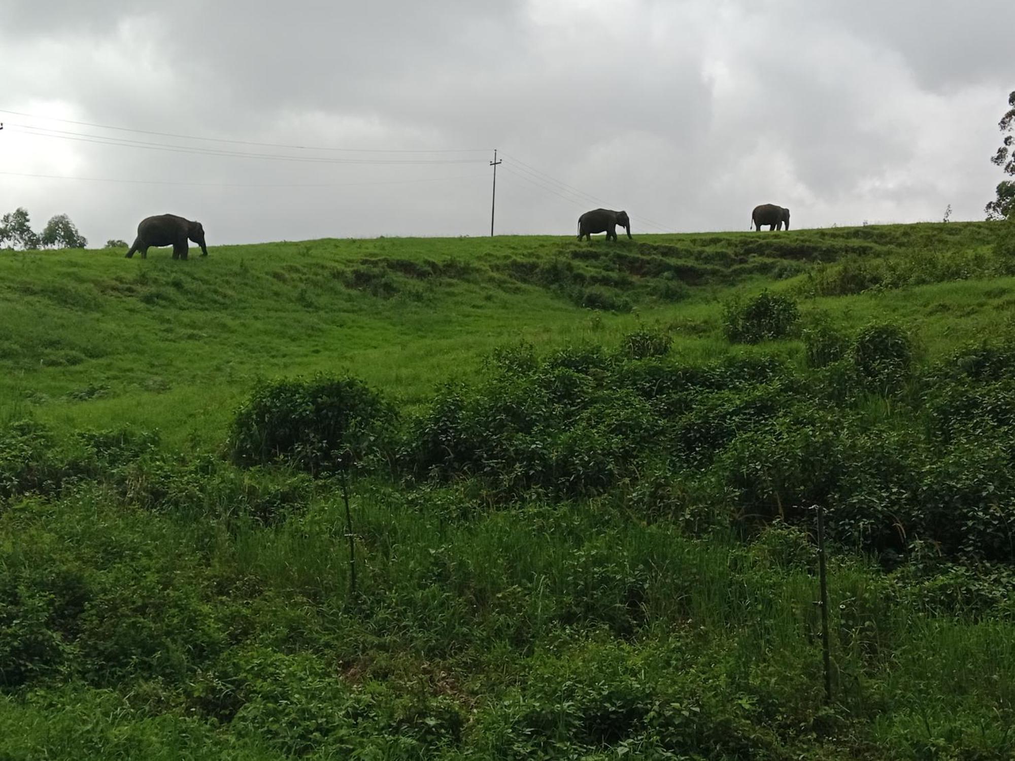 View Valley Homestay Munnar Exterior foto